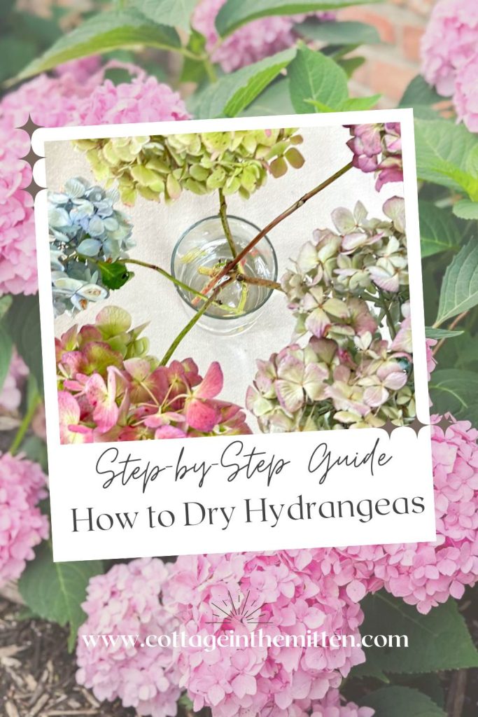 Pinterest pin for how to dry hydrangeas step-by-step guide, featuring pink, blue, and green hydrangea blooms with a stem in a glass of water, Cottage in the Mitten.