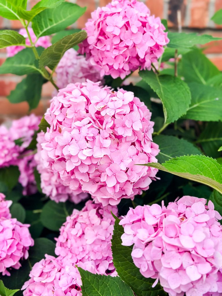 Bright pink hydrangea blooms surrounded by lush green leaves, growing in front of a brick wall on a summer day.