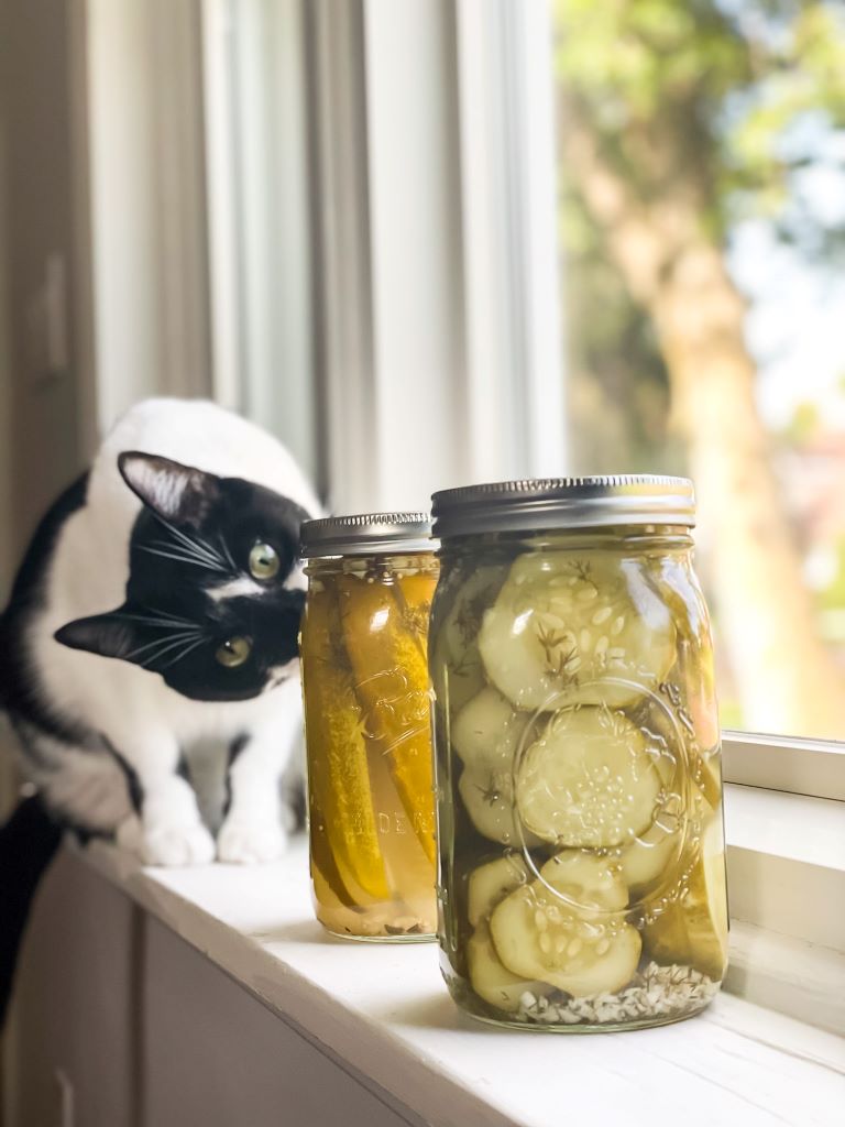 Two glass mason jars of homemade pickles sitting on a white windowsill in a bright cottage kitchen. A black and white tuxedo cat peeks curiously from behind the jars, highlighting a charming and cozy domestic scene.