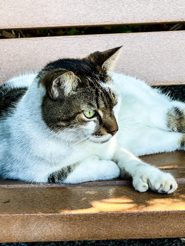 A six toed cat at Ernest Hemmingway's estate in Key West, Florida.