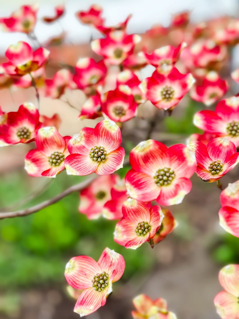 Mitten Moments – Springtime Adventures and More