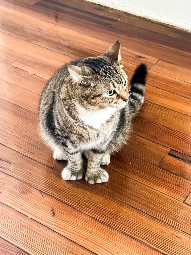 One of the six-toed cats on the Hemingway property in Key West, Florida. 