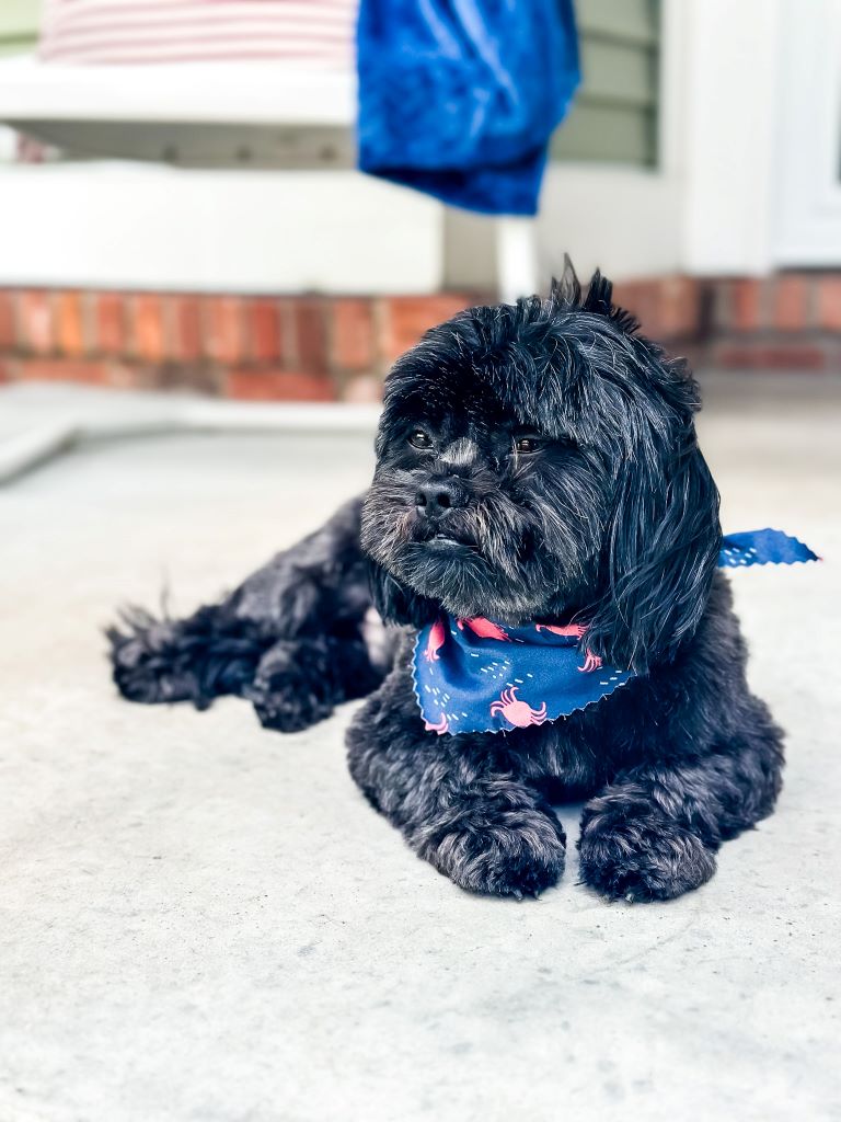 A picture of a black shih tzu dog wearing a navy blue bandana with red crabs on it. 