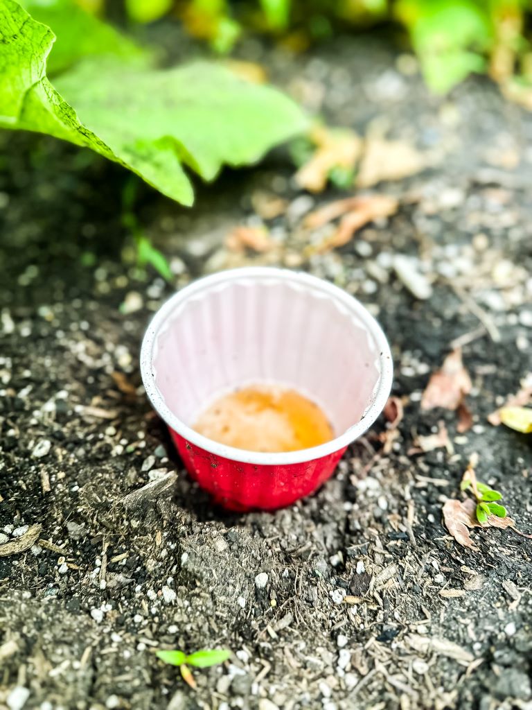 A red solo cup full of beer set in the dirt at ground level.