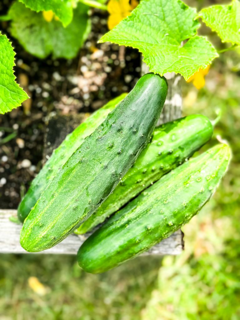 Freshly harvested cucumbers on a wooden surface, with cucumber plants in the background.