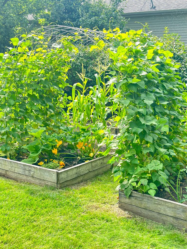 A lush vegetable garden with raised beds, featuring tall bean plants climbing a metal trellis, corn stalks reaching for the sky, and vibrant yellow squash flowers.