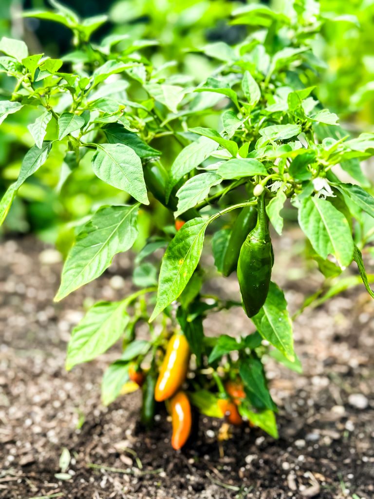 A close-up of a pepper plant with several green and yellow peppers growing on it. The plant is in a raised bed garden and surrounded by other plants.