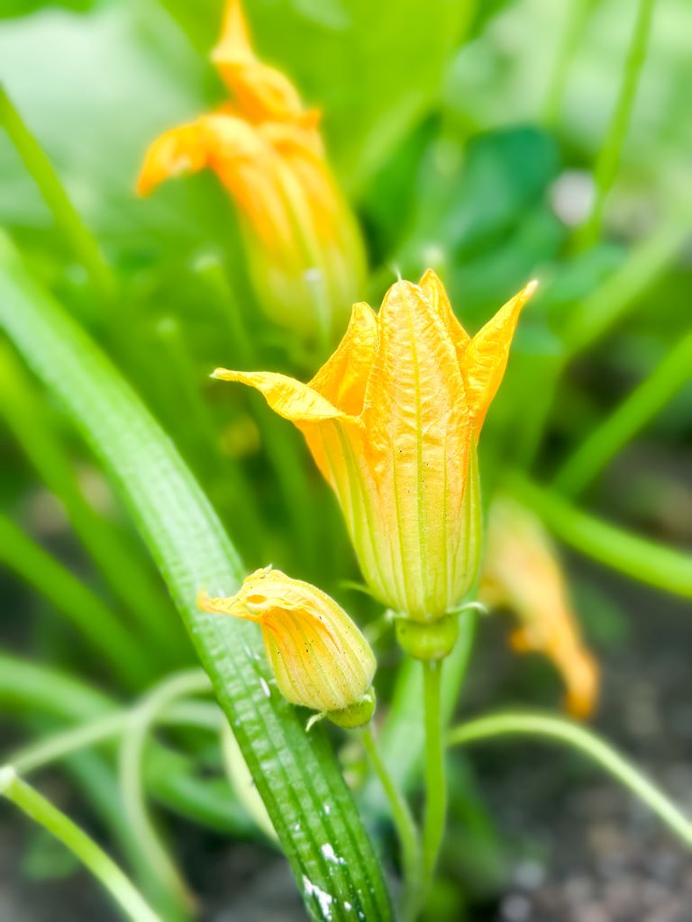 A close-up of several yellow squash flowers in bloom, with green leaves in the background.