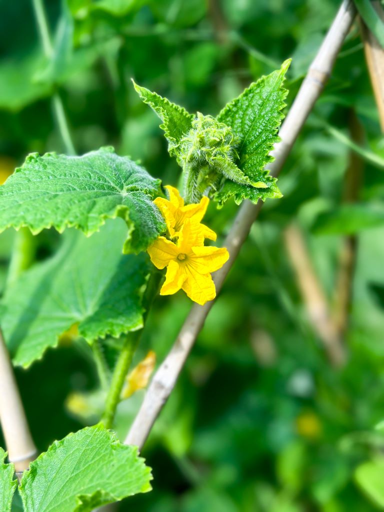 My Summer Garden Progress: From Seedlings to Success!