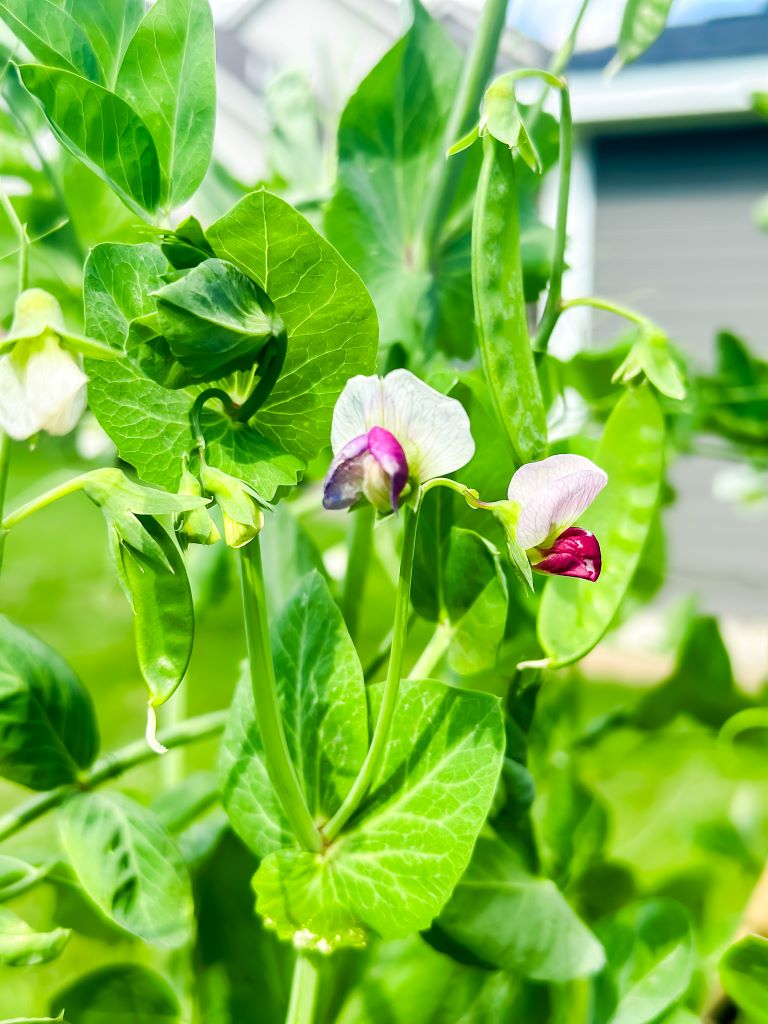 A close-up of purple and white pea flowers blooming on a green pea plant, with developing pea pods visible in the background.