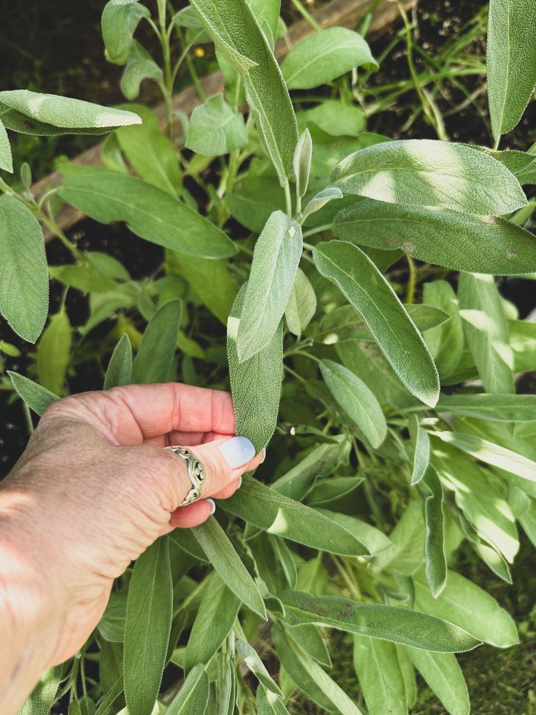 A sage plant that is growing in a raised bed garden.