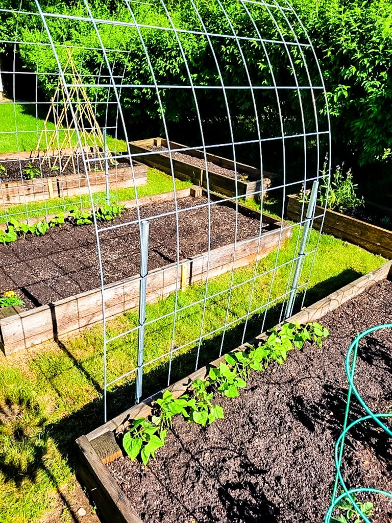 A cattle fence bent in an arch with beans planted on either side of it in a raised bed garden.