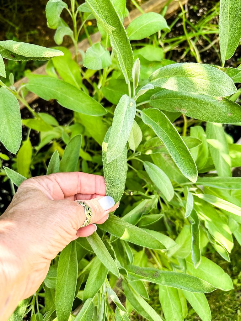 Fresh sage growing in a backyard garden, ready to harvest in late summer