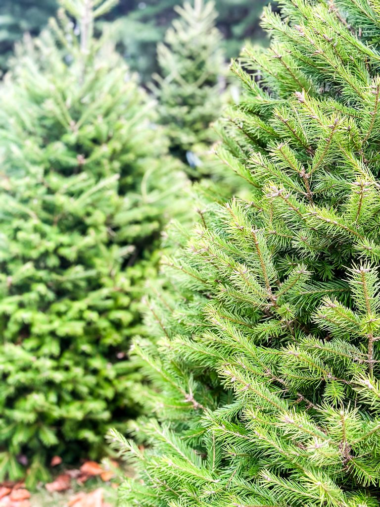 A close up of a Christmas tree at a tree farm. 