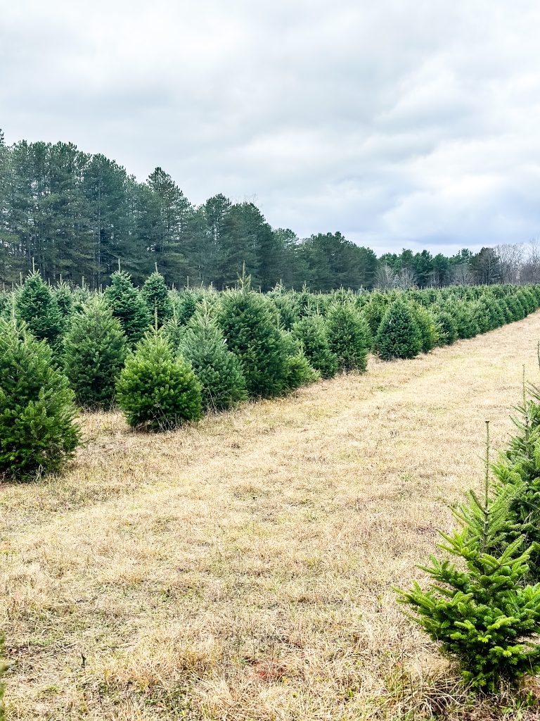 A large tree farm. 