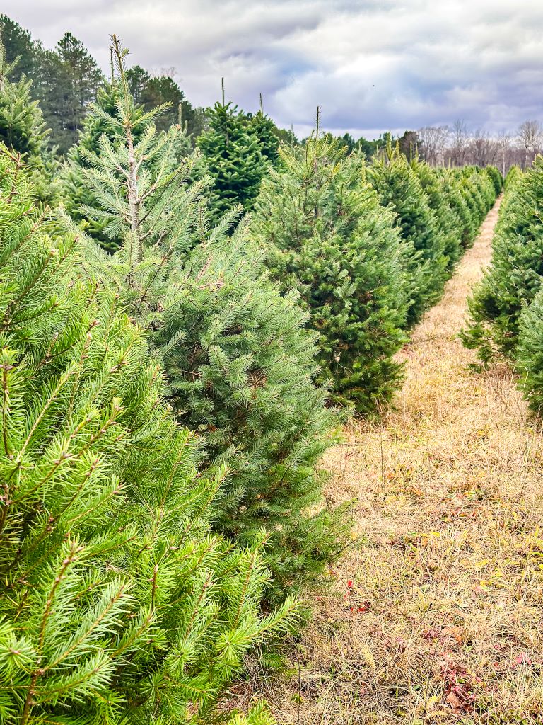 A field of trees to cut for Christmas at a local tree farm. 