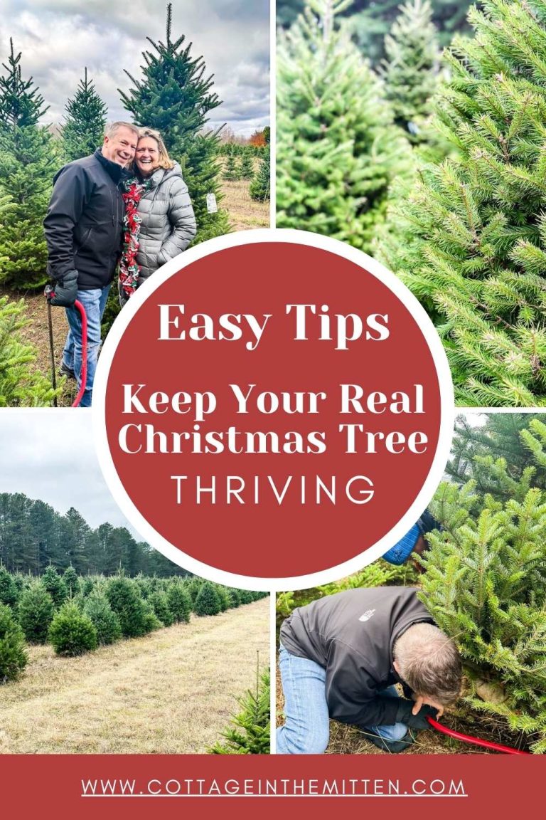 Fresh Cut Christmas Tree: Secret Hacks to Keep It Thriving