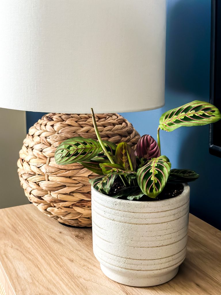 A red maranta plant sits on a dresser next to a lamp. 