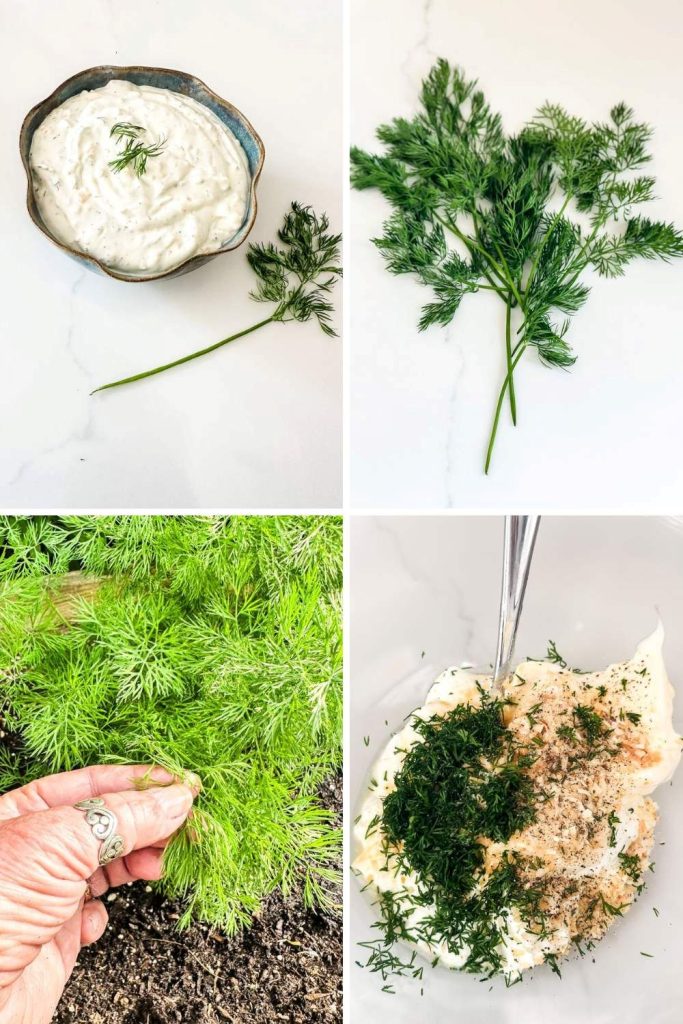 A four-image collage for a homemade dill dip recipe. Images show a bowl of creamy dip with fresh dill, sprigs of garden-fresh dill on a white counter, a hand harvesting dill from the garden, and the ingredients being mixed in a glass bowl.