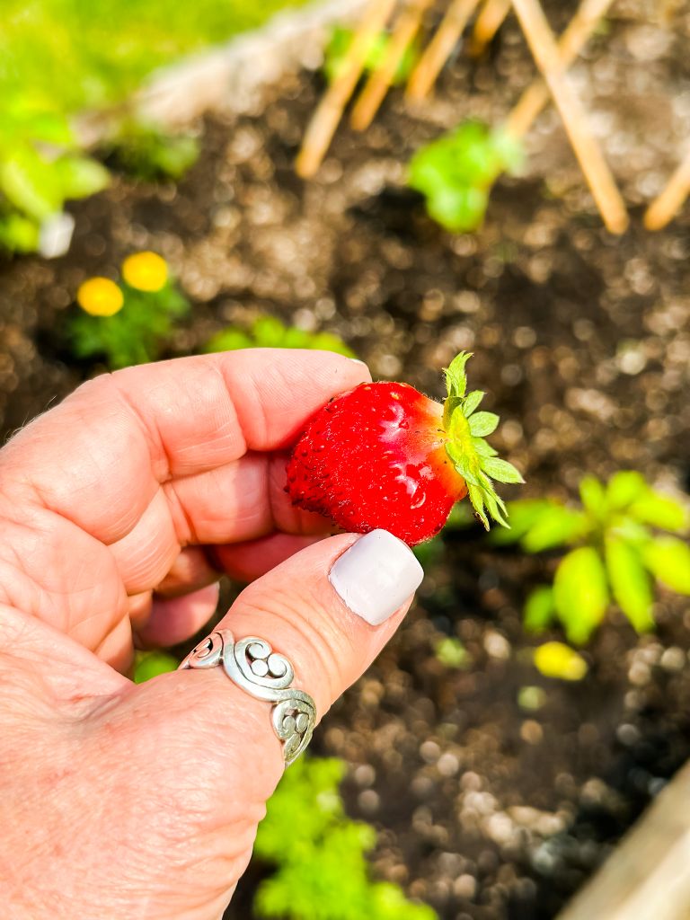 A small ripe summertime strawberry with a raised bed garden in the background. 