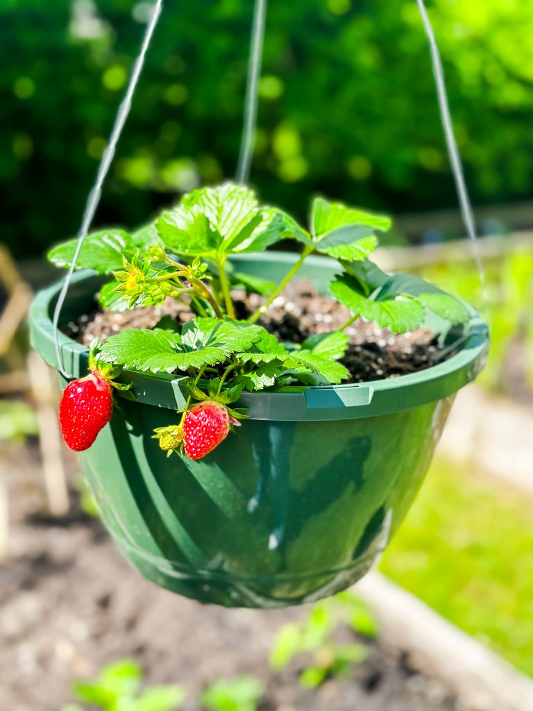A basket of strawberries hanging on a shepherd's hook. 