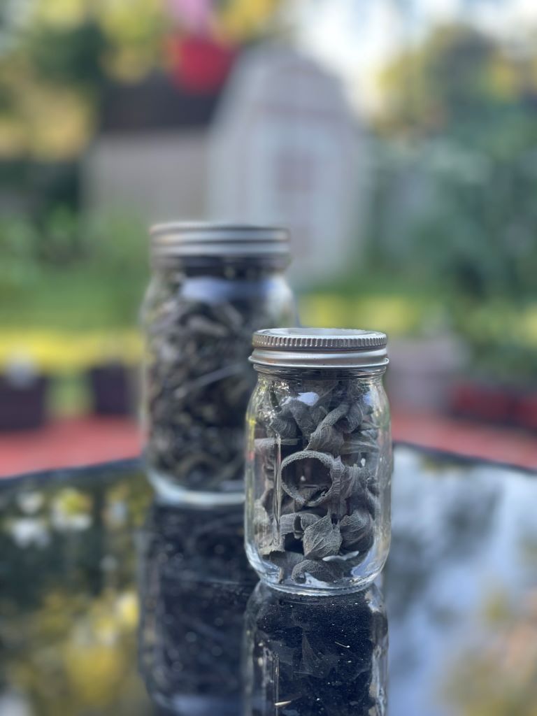 Two mason jars filled with dried sage leaves sitting on an outdoor table, with a garden in the background.