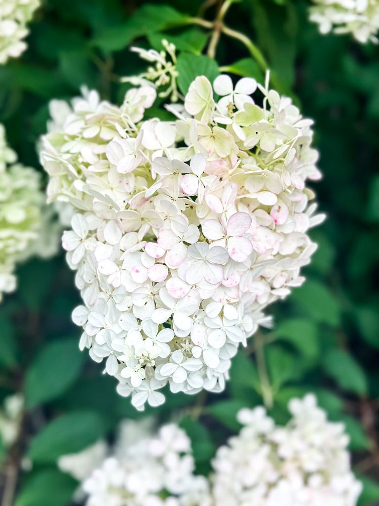 Close-up of a white panicle hydrangea bloom starting to show subtle blush pink tips in a late summer garden.