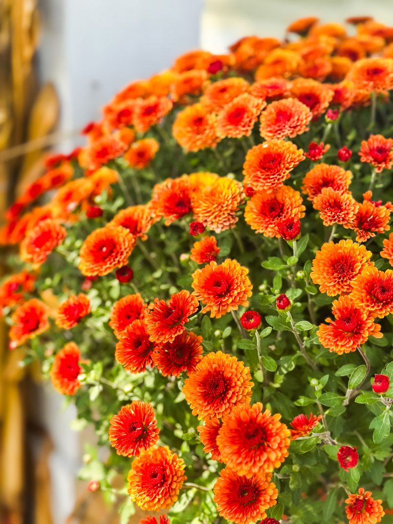 Close-up of vibrant orange mums (chrysanthemums) for fall porch decorating. A key element of the autumn color palette.
