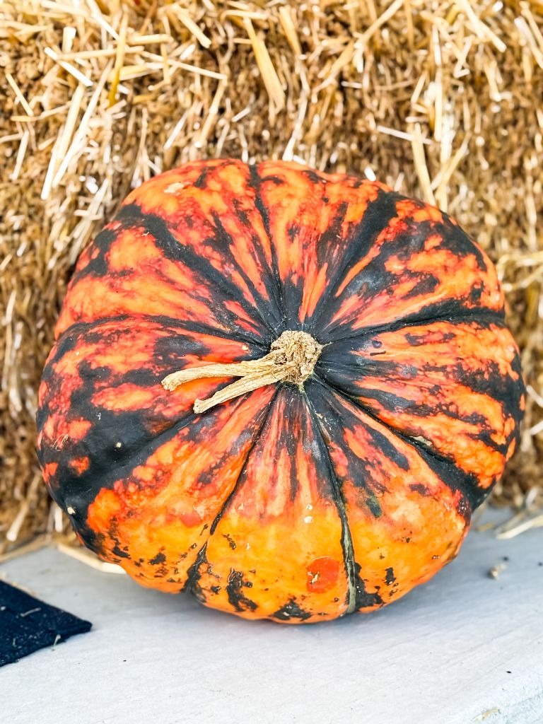 Rustic fall porch decor featuring a unique, striped orange and black heirloom pumpkin against a hay bale.