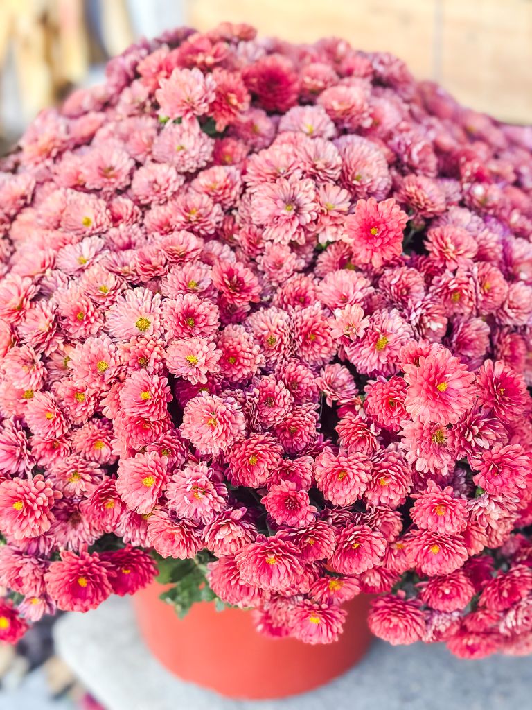 Large pot of deep burgundy and pink mums (chrysanthemums) used to complement an autumn color palette on a cozy cottage porch.