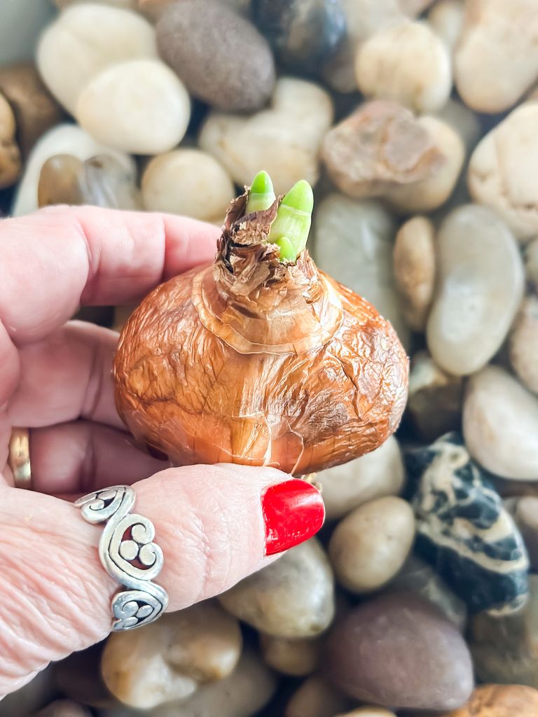 Close-up image of a Paperwhite (Narcissus Ziva) bulb being held in a hand with a red painted fingernail and a sterling silver ring. The bulb has a brown husk and two bright green sprouts emerging from the top. The background is blurred with smooth, mixed-color river stones.