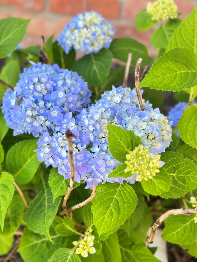 Vibrant blue Nantucket Blue hydrangea flowers blooming in a Michigan cottage garden. This photo showcases healthy mophead blooms alongside new buds and green foliage in a professionally mulched garden bed.