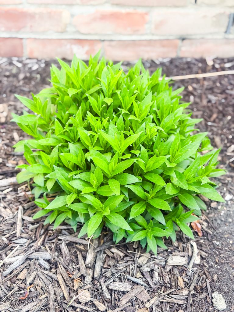 A vibrant green phlox plant emerging from dark mulch in an early spring garden. This healthy perennial is at the perfect stage for dividing and transplanting in a Michigan landscape.