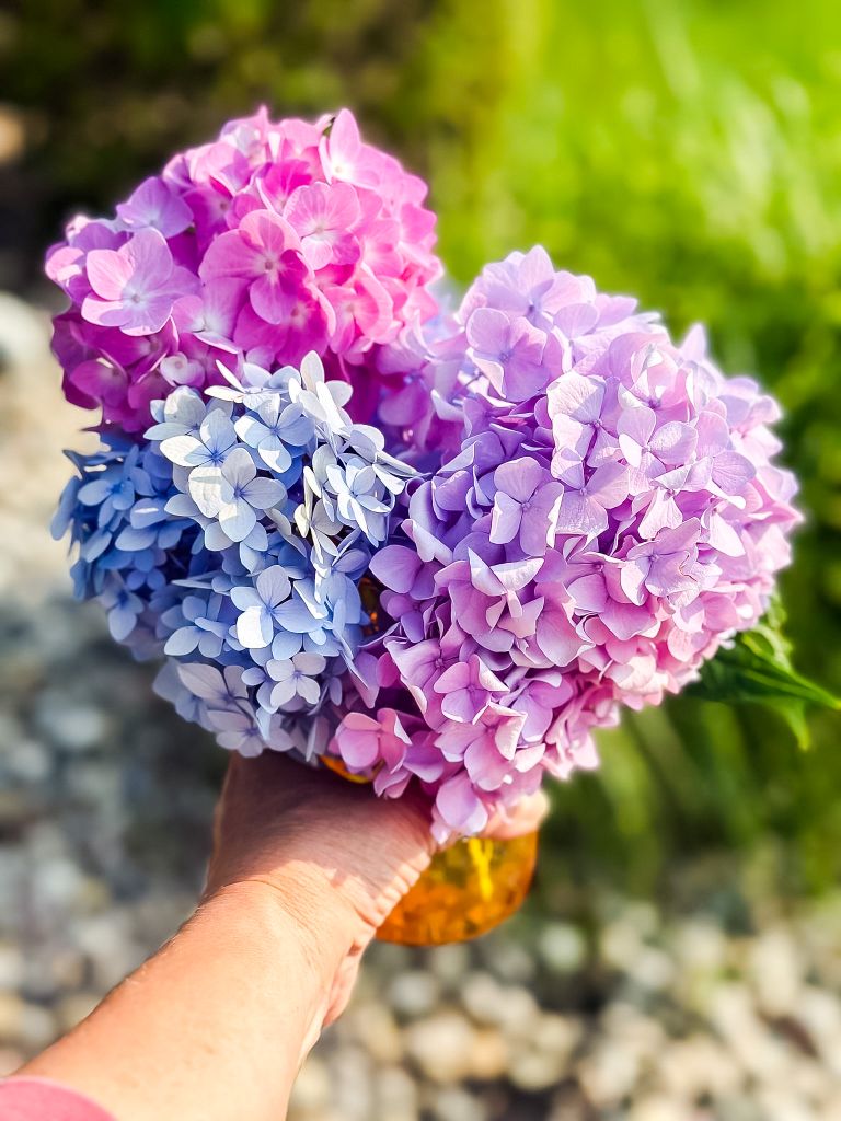 Hand holding a lush heart-shaped bouquet of blue, pink, and purple hydrangeas, showing the range of colors created by soil acidity. The vibrant blooms are gathered in an amber glass vase, perfect for a cozy kitchen table arrangement in the Mitten.