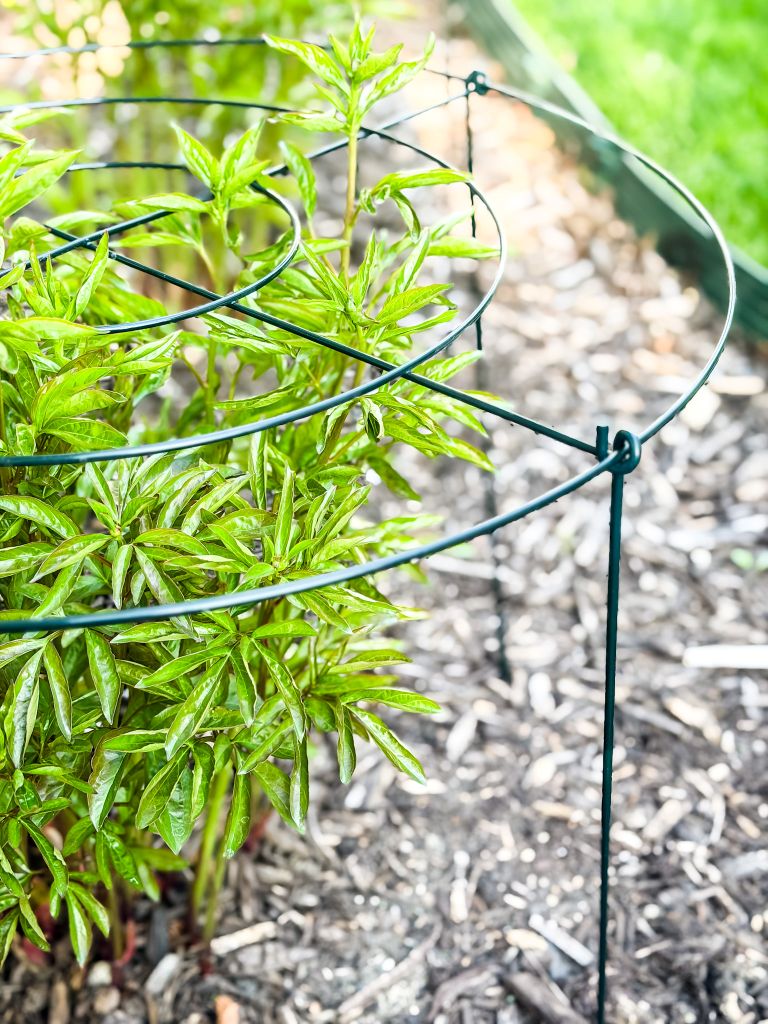 Green peony shoots growing through a metal support ring in a mulched garden bed. A essential spring gardening tip for supporting heavy peony blooms in a cottage garden.