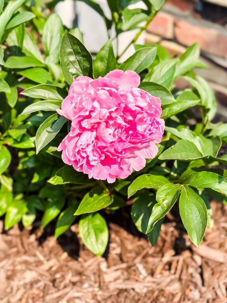 A vibrant pink double peony flower in full bloom against lush green foliage and dark mulch. A classic example of a perennial pillar plant for a Michigan cottage garden.