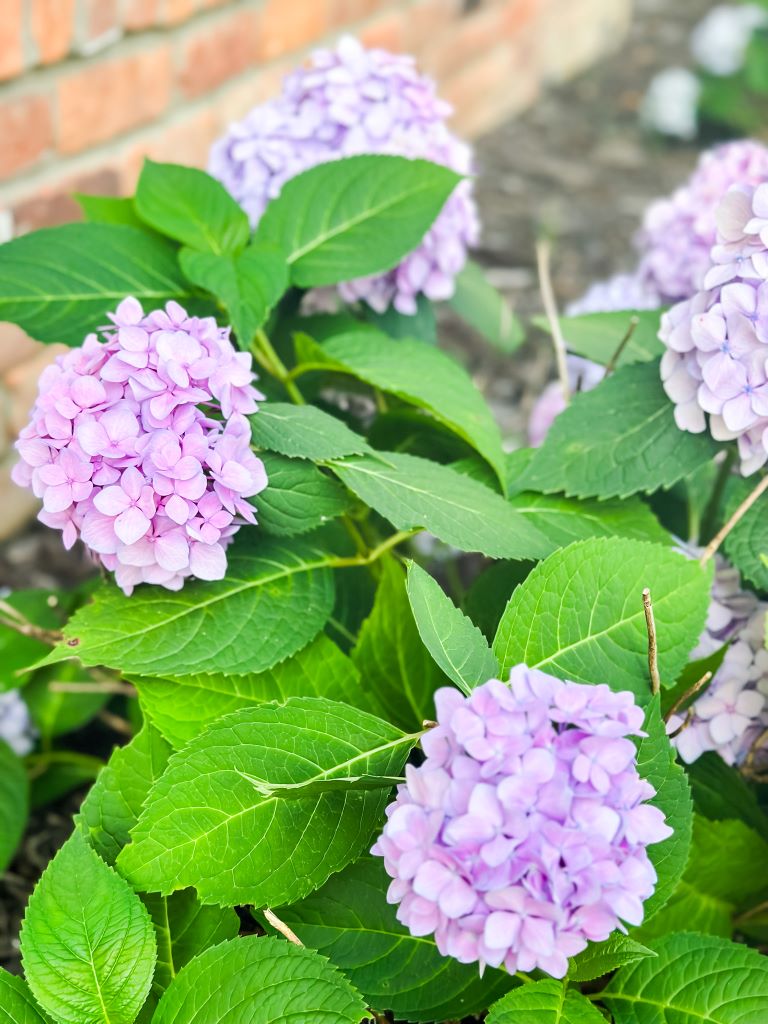 A close-up of lavender and light purple hydrangea blooms growing alongside a brick wall. This photo illustrates the mid-range color shift in Nantucket Blue hydrangeas caused by soil pH levels in a home garden.