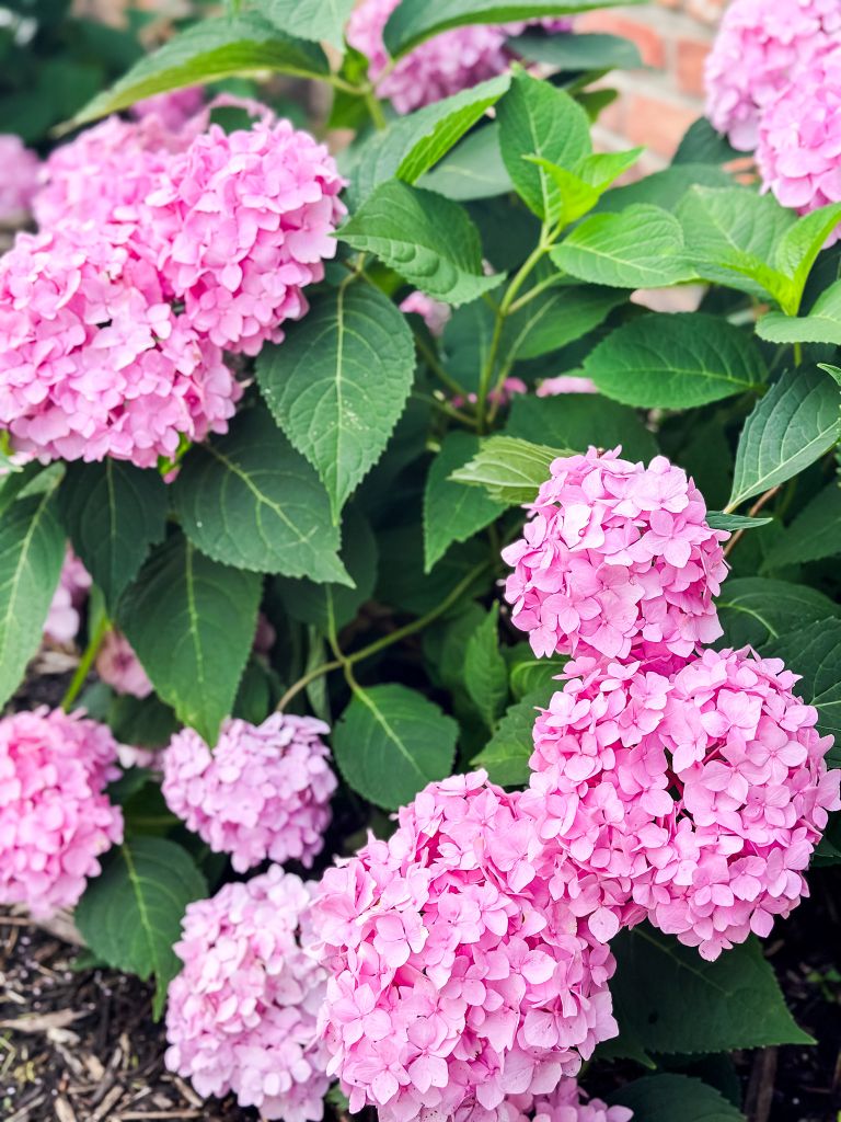 Large, vibrant pink hydrangea mophead blooms growing in a Michigan garden. This photo features healthy Nantucket Blue hydrangea clusters against a classic red brick wall, showcasing the impact of alkaline soil on flower color.
