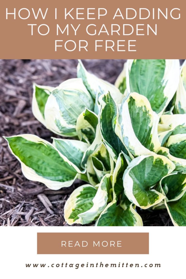 How I Keep Adding to My Garden for Free