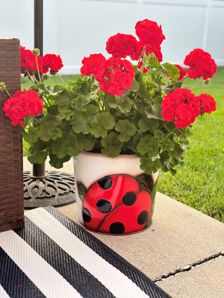 A mid summer patio refresh featuring vibrant red geraniums planted in a white decorative pot with a large red and black ladybug design, sitting on a concrete patio next to a striped outdoor rug.